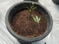 120_cutdown-cannabis-plant_8-14-15.jpg