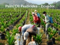 120_pesticide_use_palm_oil_ecuador.jpg