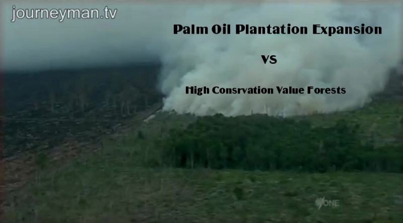 800_plantation_vs_hcv_forest_sumatra.jpg 