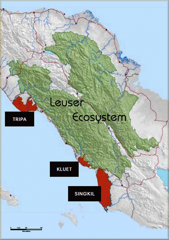 800_tripa_peatland_leuser_ecosystem.jpg 