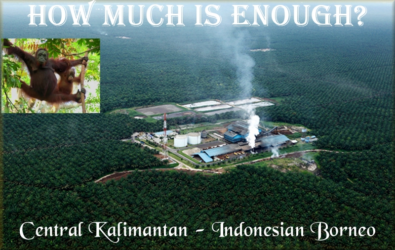 800_palm_oil_in_central_kalimantan.jpg 