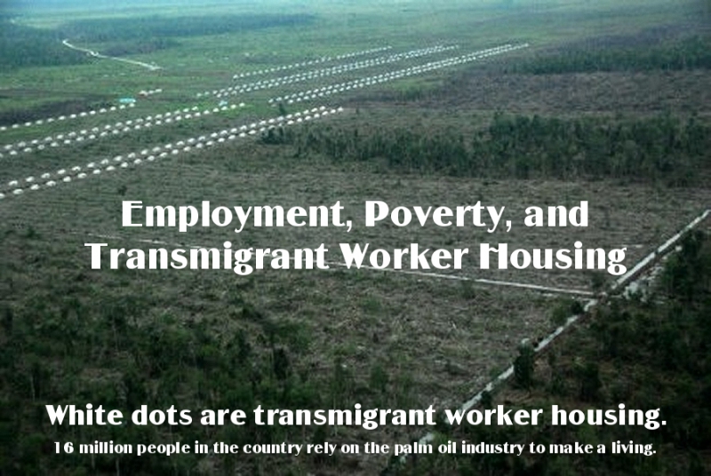 800_transmigrant_worker_housing_palm_oil_industry.jpg 