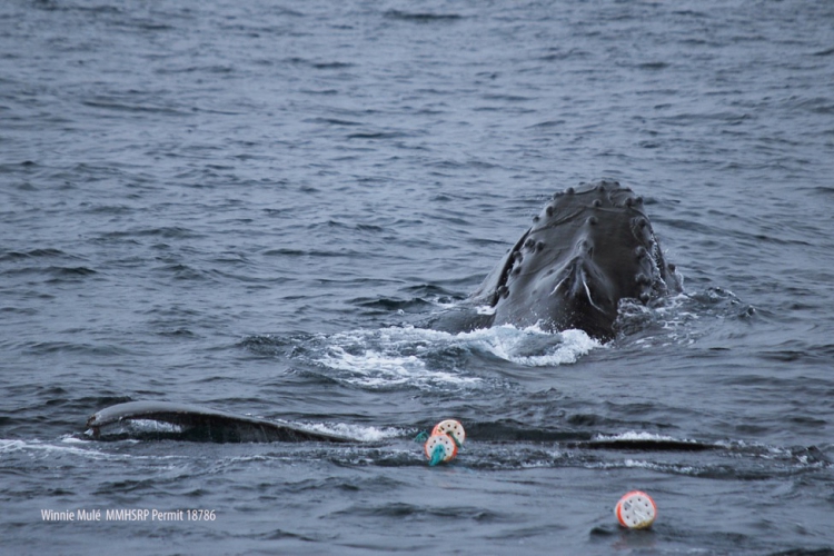 sm_entangled_humpback_whale_monterey_bay.jpg 