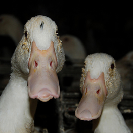foie-gras-ducks-cc-liberation-bc.jpg 