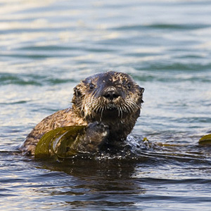 sea_otter_california_flickrcreativecommons_mike_baird.jpg 