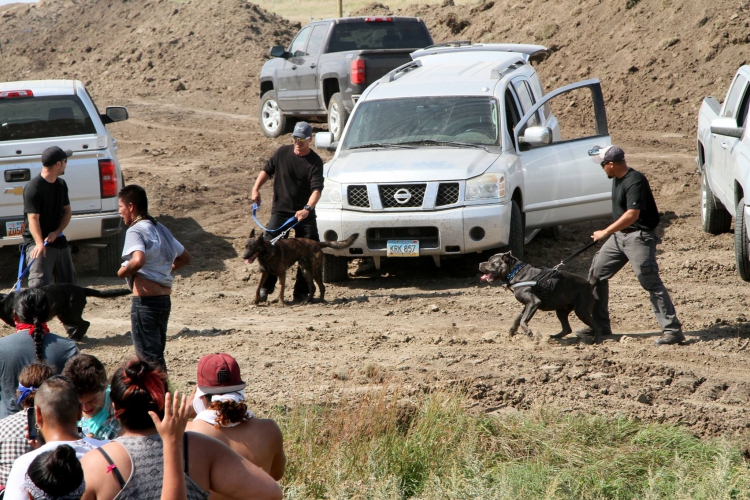 sm_security_guard_dogs_dakota_access_pipeline_protest.jpg 