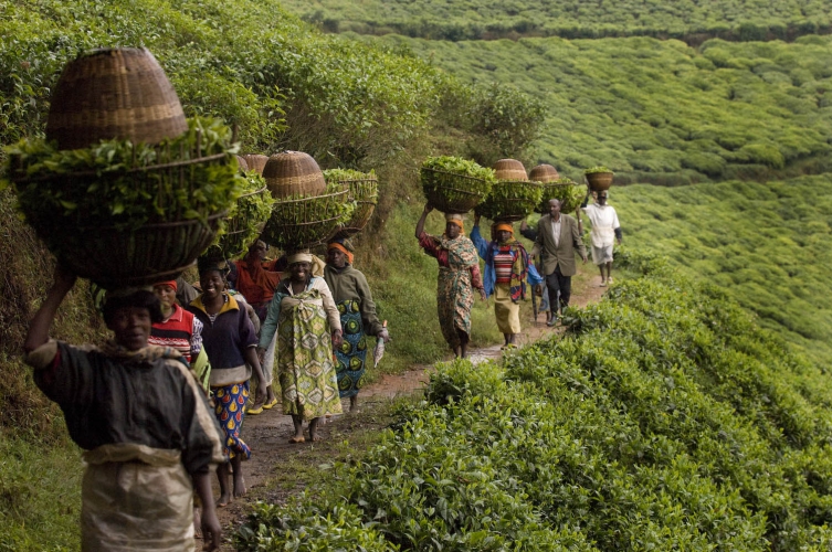 sm_rwanda-tea-21.jpg 