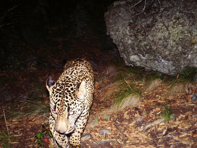 sm_arizona_jaguar_el_jefe_2015_conservation_catalyst_and_the_center_for_biological_diversity.jpg 