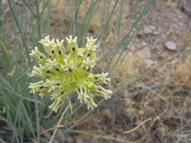 sm_asclepias-subulata_maricopa-cty-az_brianna-borders_milkweed.jpg 