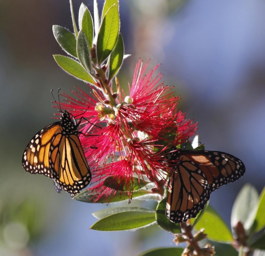 sm_monarch_butterfly_roundup_rally_image.jpg 