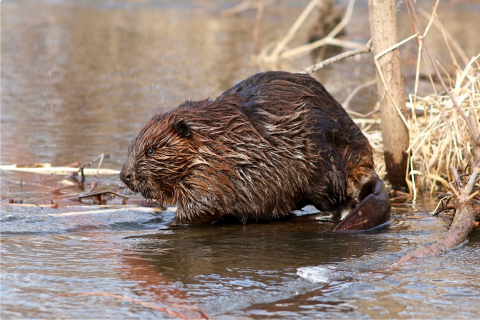 480_beaver_larry_palmer_usfws_fpwc.jpg