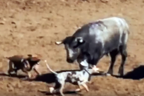 480_california-salinas-rodeo-2019---dogs-attacking-bulls_1.jpg