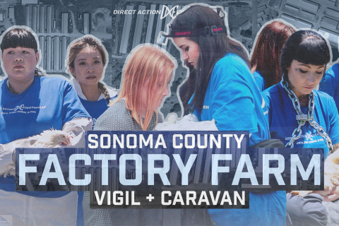 480_sonoma_county_factory_farm_vigil_april_2021_1.jpg