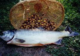 on and Humboldt State University’s Native American Studies Department announced they will be starting a new educational webinar series called Traditional Ecological Knowledge (TEK), Science and Manage