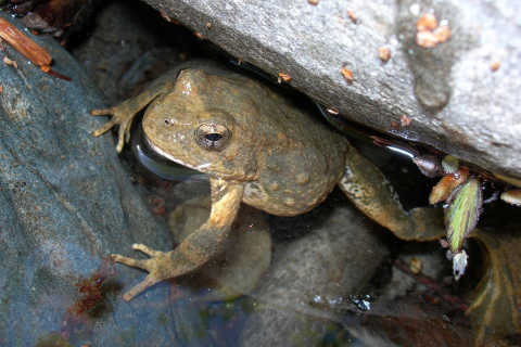 480_rsfoothill_yellow-legged_frog_amy_lind_usfs_fpwc_1.jpg