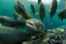  in NW News Network the NOAA Fisheries are reporting some of the best conditions for young salmon leaving coastal rivers and streams and entering the Pacific Ocean.  That’s because of a strong upwelli