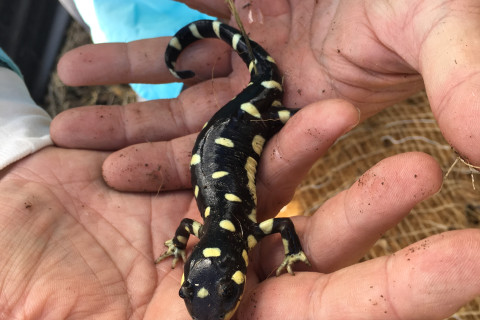 480_rscalifornia_tiger_salamander_2__by_spenser_labay_fpwc_media_use_ok_1.jpg