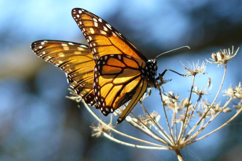 480_monarch_butterfly_docentjoyce_wikimedia_comm.max-800x800_1.jpg