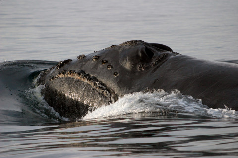 480_rsnorthpacificrightwhale_johndurban_noaa_fpwc_1.jpg