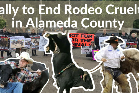 480_rally_to_end_rodeo_cruelty_in_alameda_county__1.jpeg