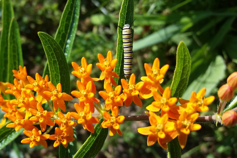 480_monarchcat_asclepias_tuberosa_c.deborahseiler_1.jpg