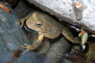 135_rsfoothill_yellow-legged_frog_amy_lind_usfs_fpwc.jpg