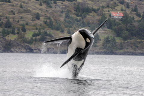 rssouthern_resident_killer_whale_noaa-fpwc.jpg