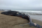 OAKLAND, Calif., May 28, 2026 — At least 51 whales have died along the West Coast already this year, according to an analysis of public d...