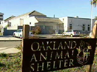 the scene of animal abuse