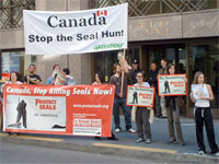 Canada, Stop the Seal Hunt