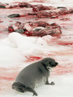 a single seal looks over the carcasses of others