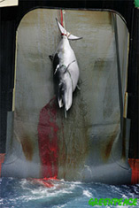 Minke whale is transfered onto the Nisshin Maru factory ship - greenpeace.org