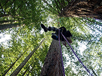 With Students Gone, UCSC Tree-Sit on Alert