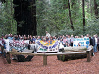 Groups Vow Legal Challenge Against Highway Widening Threatening Ancient Humboldt Redwoods