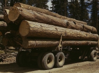 California Cap and Trade Program May Incentivize Forest Clearcutting