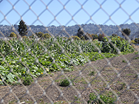 University of California Razes Publicly Planted Crops on Gill Tract