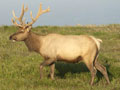 250 Native Elk Die Inside Fenced-in Area at Point Reyes National Seashore