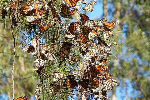 California Monarch Butterflies Overwintering Sites in Need of Protection