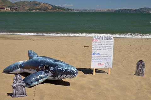 "A Wake for the Whales" Marks Bay Area Deaths, Calls for New Protections