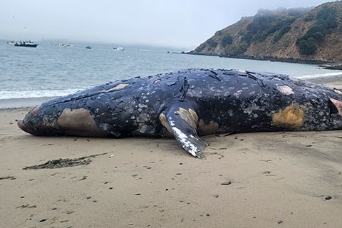 Scientists Respond to Dead Gray Whale in San Francisco Bay