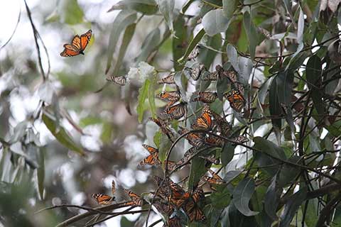 Study Links Pesticides to Monarch Butterfly Deaths in Pacific Grove