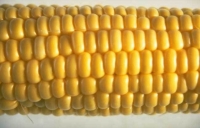 Global Food Crisis is More Than Meets The Eye