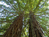 Tree-Sitters Maintain Their Perch As UCSC Settles Lawsuit