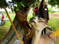 Life Lab Science Program Celebrates 30 Years with Garden Festival