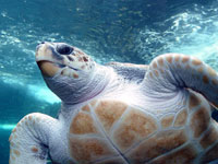 Swordfish Drift Gillnet Fishery Restricted to Protect Loggerhead Sea Turtles