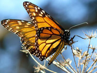 After 90 Percent Decline, Federal Protection Sought for Monarch Butterfly