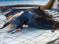 Drift Gillnets are Deadly Curtains of Death