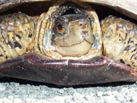 Western Pond Turtle Moves Toward Endangered Species Act Protection