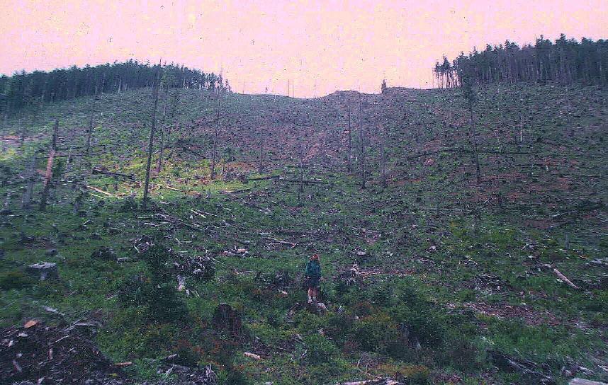 clearcut_mthoodnf_or.jpg 