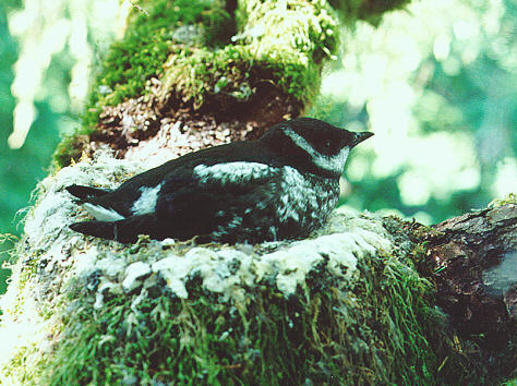 murrelet.jpg 